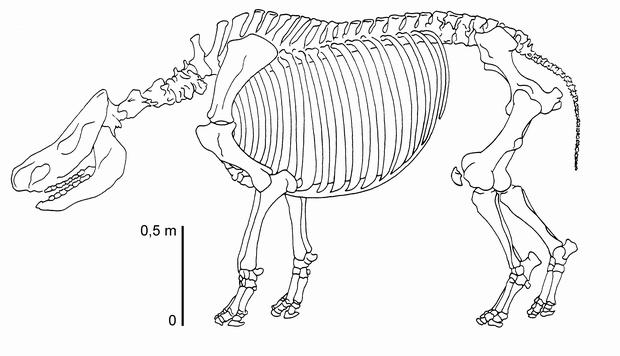 Skeletal reconstruction of the Hundsheim rhino based on bone remains